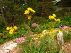 2013-08-18_Regina-F-Rau_Schachen_Alpengarten (600).JPG